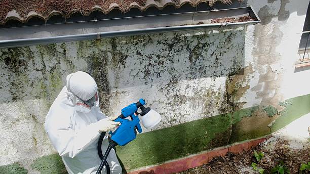 Top rated local Mold Remediation specialists in Long Branch, NJ